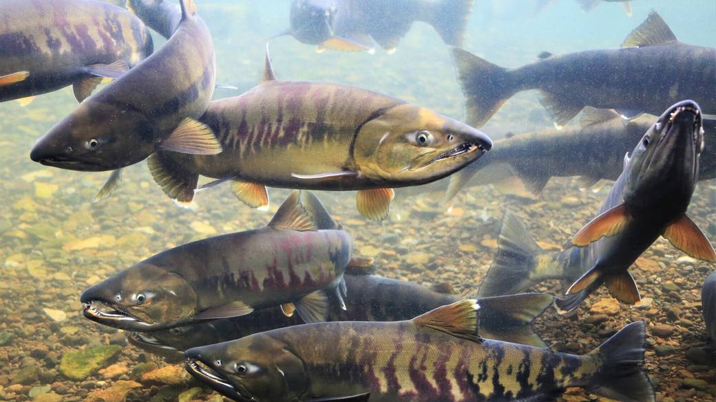 千歳水族館  サケ / 4