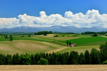 Biei Hills