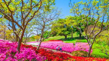 万博記念公園のつつじ / 3