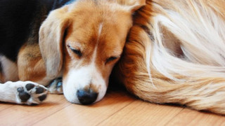 Doggy  (ペット同泊可) 朝食付 禁煙