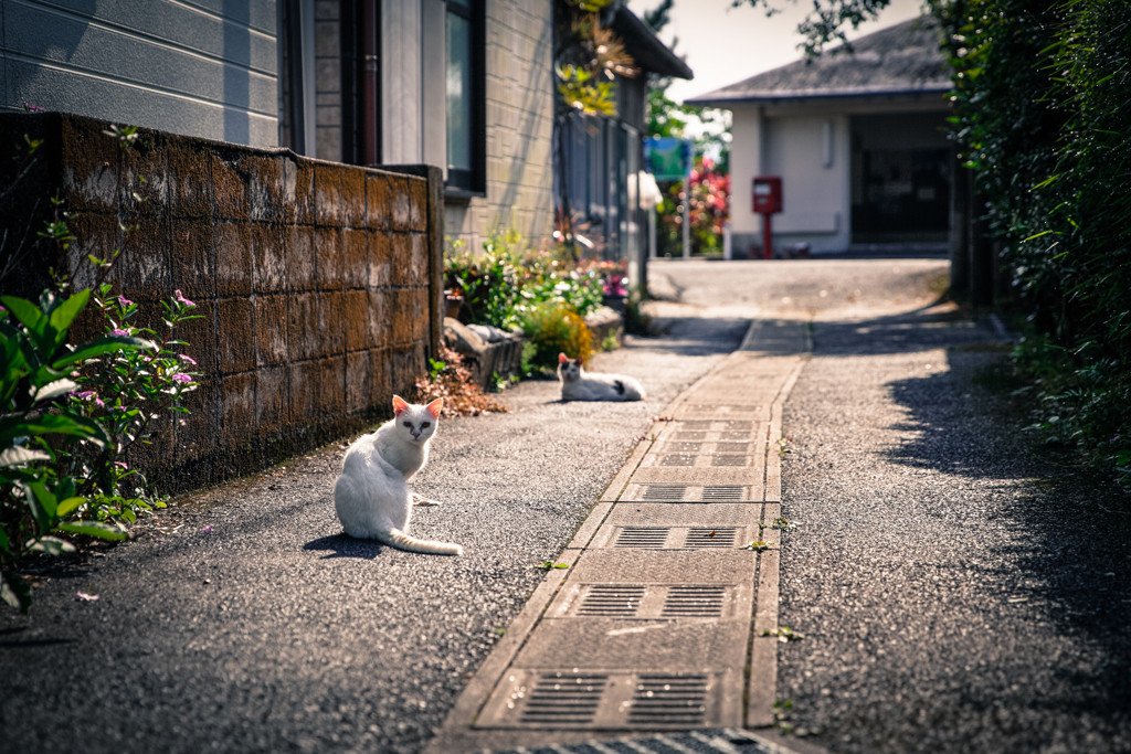 何もかも忘れて穏やかな島時間に浸ろう3547131
