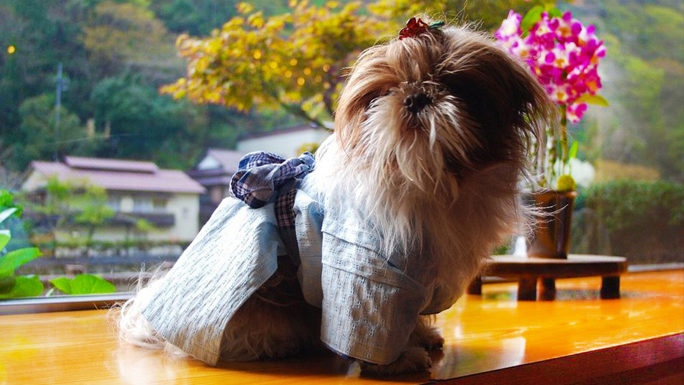 愛犬用の浴衣レンタルも♡猫やうさぎも一緒に泊まれる宿3933109