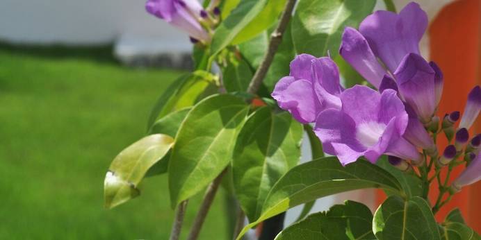 La Passione（沖縄県 ペンション） / 1