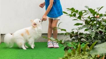 ペット同伴可 / 5