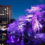 春は東京「ホテル椿山荘東京」の庭園で桜を楽しみませんか？