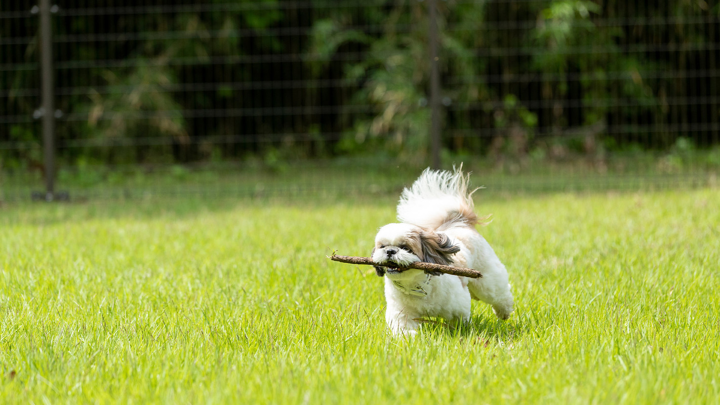 ペットヴィラ③