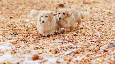 ペット用設備・サービス / 4