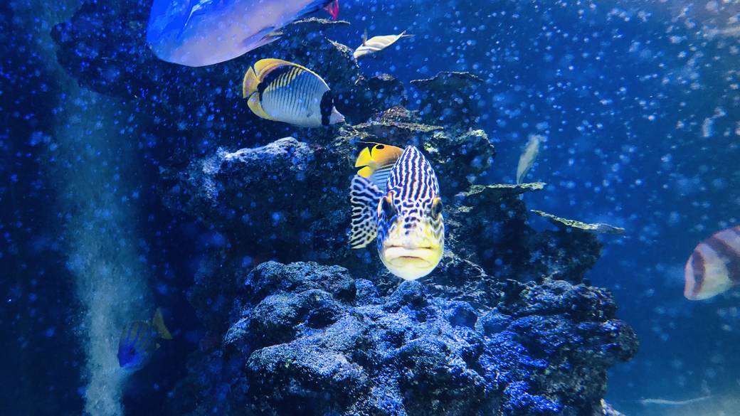 那覇空港ロビー水槽 / 2