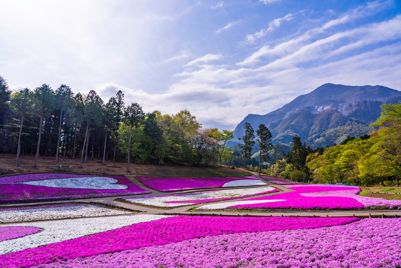 （埼玉県）羊山公園・芝桜の丘