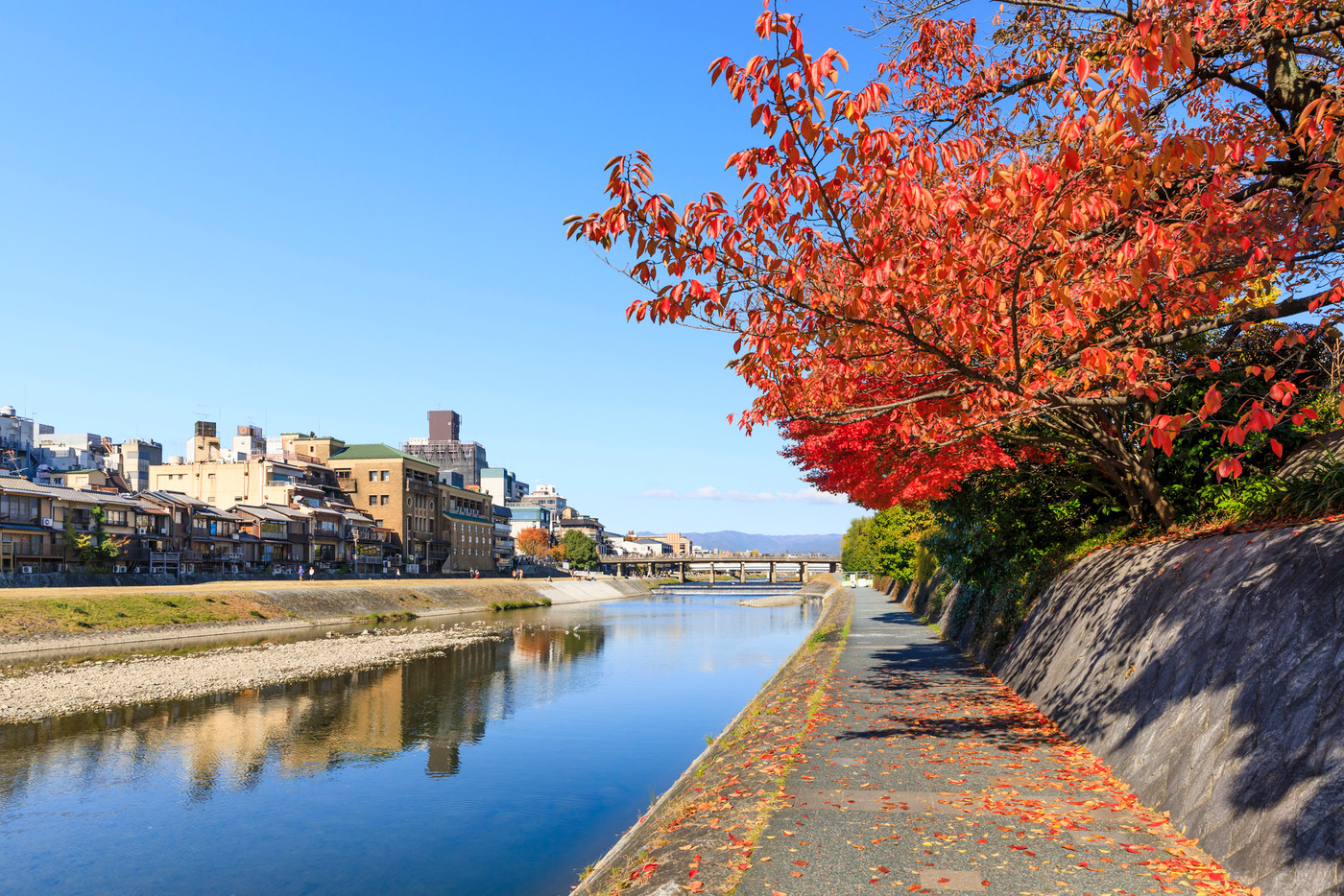 京都・秋の鴨川と紅葉