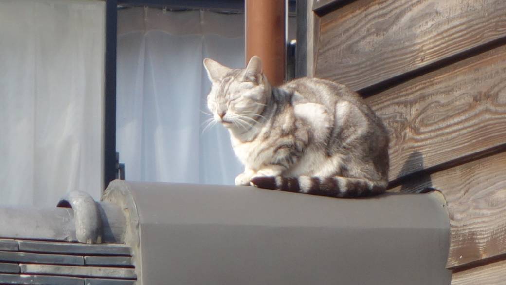 「角上楼」の看板猫③ / 3