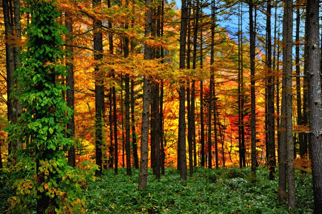 まさしく自然の中の秘湯4039260