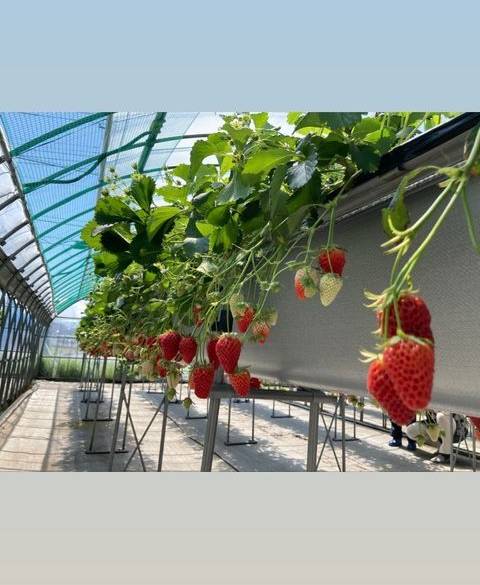 春のおでかけには
いちご狩り♪ / 1