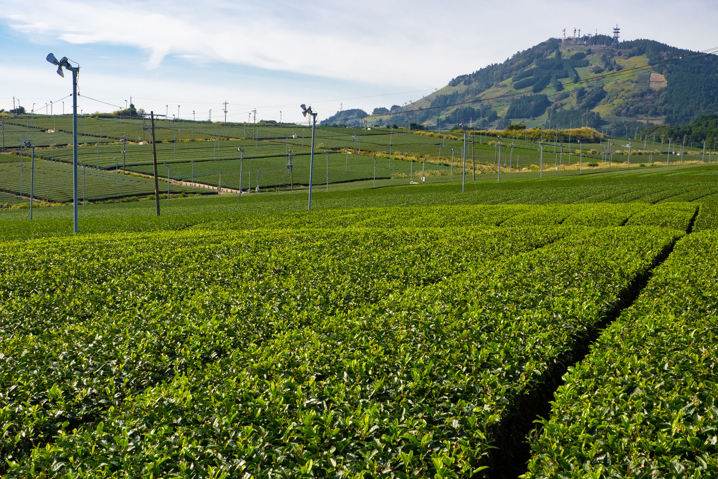 広がる茶畑の向こうに粟ヶ岳、山腹には「茶」