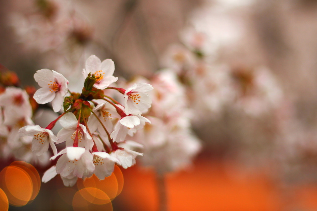 桜咲き誇る群馬の春を満喫しましょう1557911