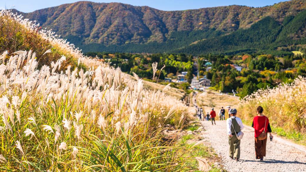仙石原すすき草原 / 1