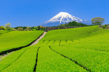 Shizuoka_Spectacular views of tea plantations and Mt. Fuji