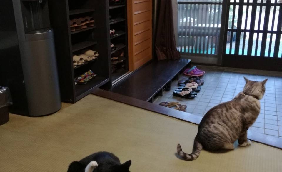 猫たちに出迎えられ
楽しくチェックイン / 5