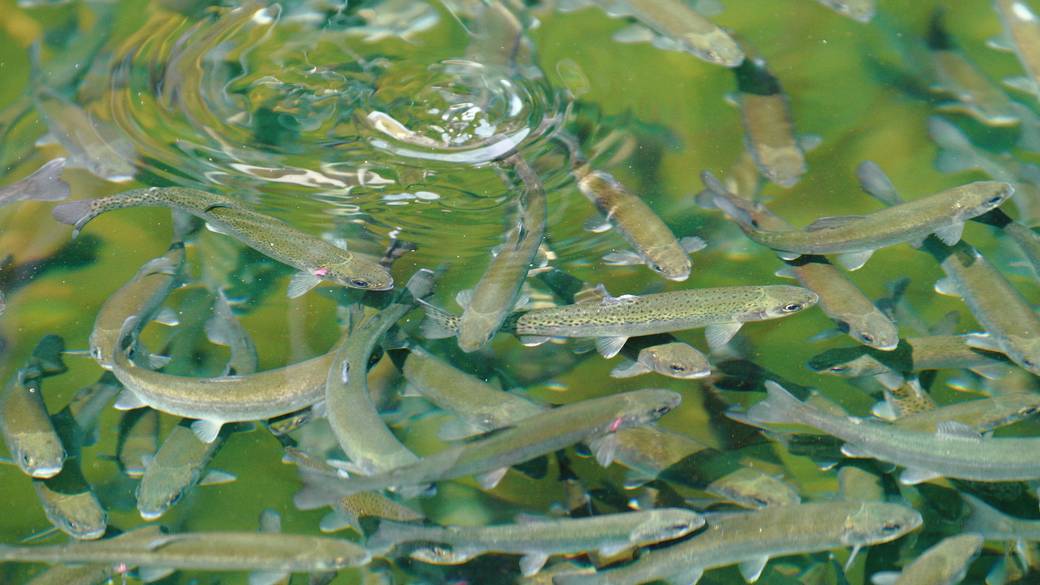 有馬ます池の雰囲気 / 2