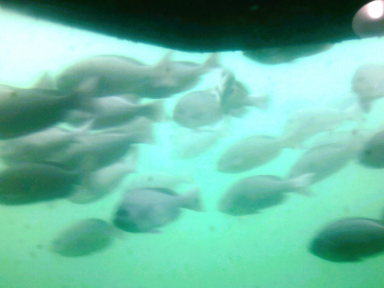 6. お魚たくさん♪優雅な海中散歩を楽しむ「水中観光船にじいろさかな号」3924335