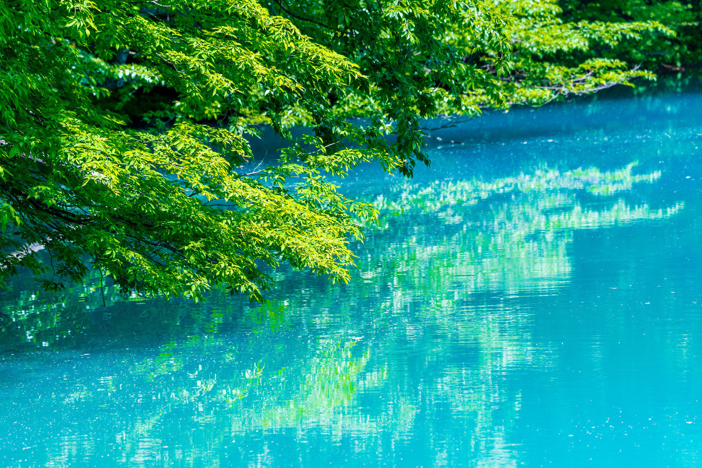 初夏の五色沼自然探勝路の風景　青沼と湖畔の木々　福島県北塩原村
