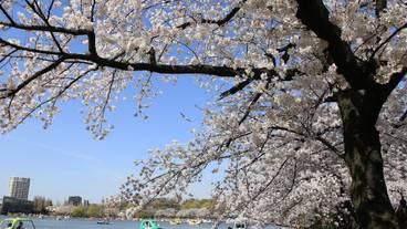 観光スポット / 8