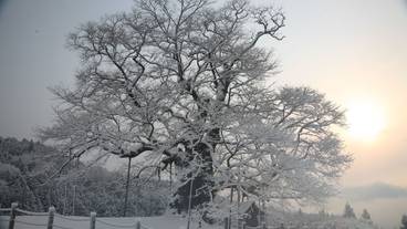 マウンテン ビュー / 22