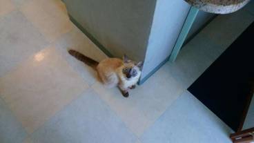 ペット同伴可 / 4