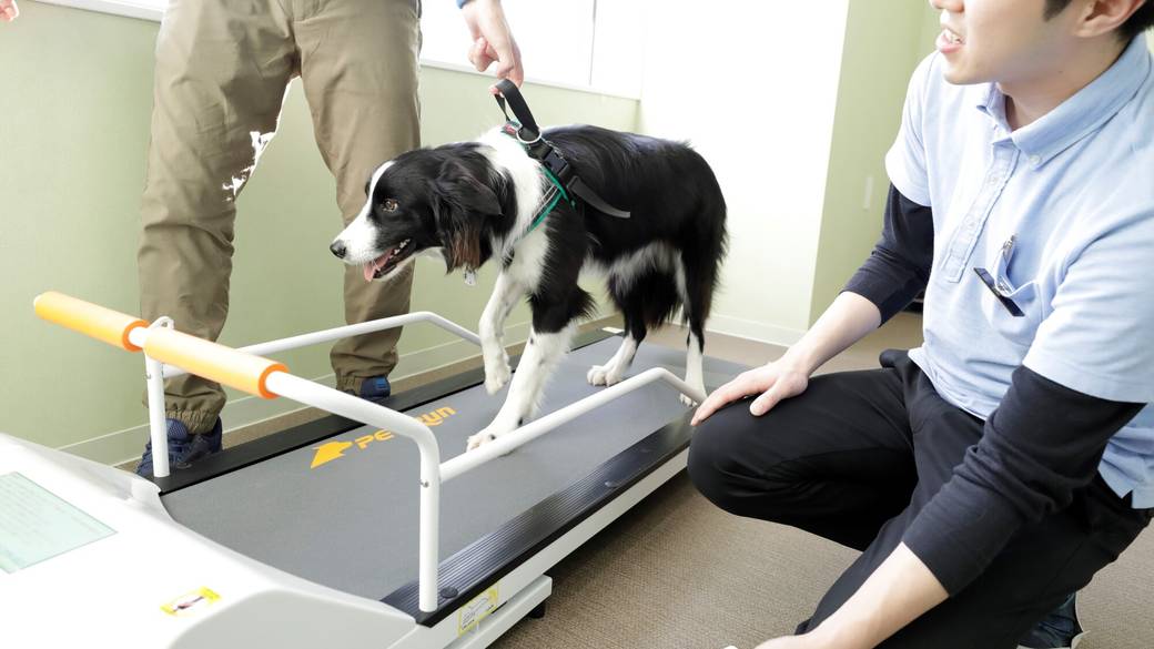 ドッグフィットネス / 3