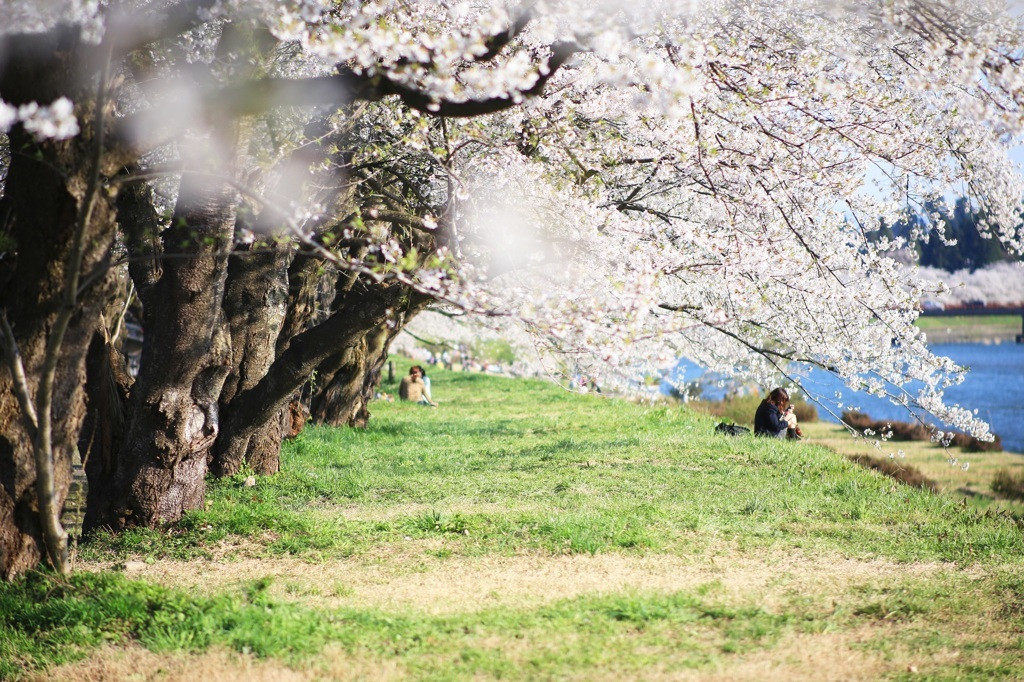 秋田で桜の絶景を995295
