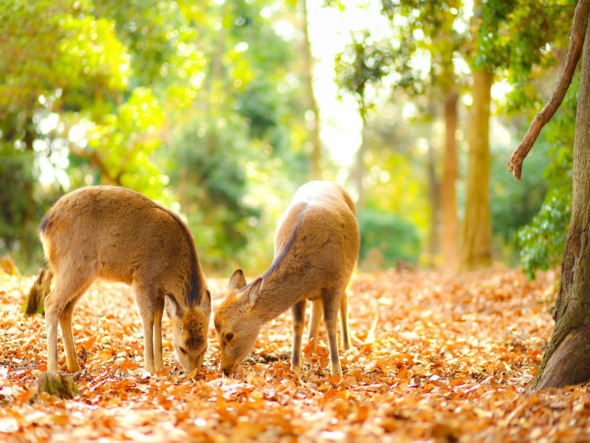 日本がもっと好きになる、奈良を歩こう3691322