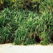 ORRS（沖縄県 リゾートホテル） / 3