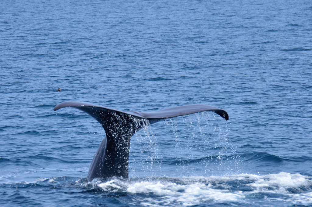 くじら博物館で観る大迫力の「くじらショー」719648