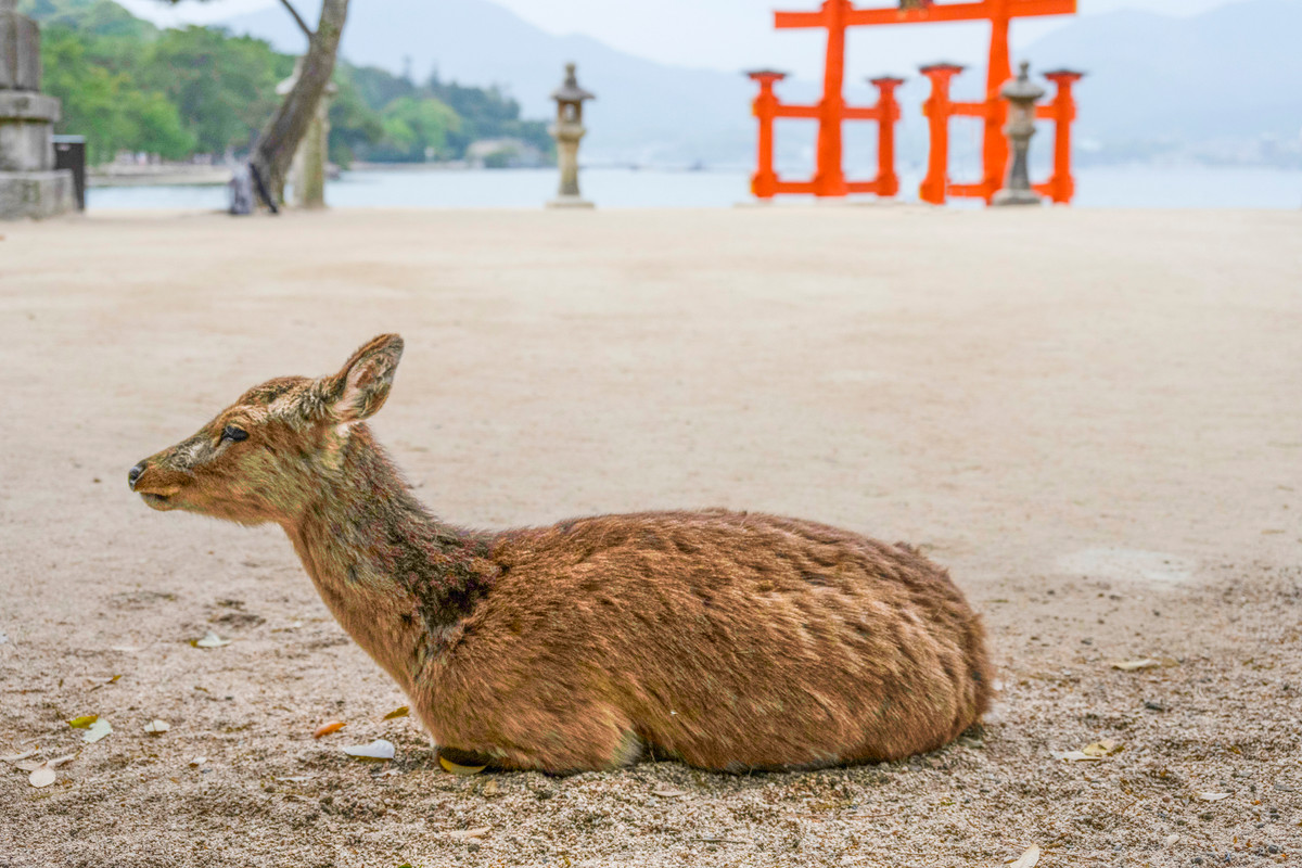嚴島神社と鹿
