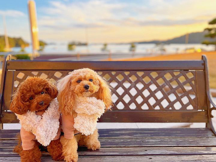 kitty_chan.poodleさんの写真 / 1