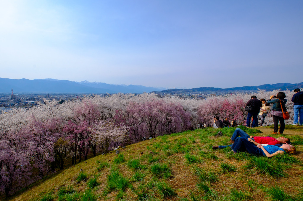 眼下に広がる桜1070407