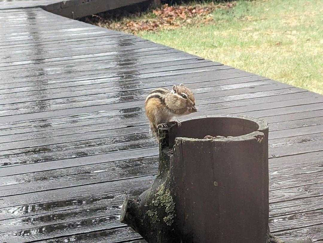 mihozonoさんの写真 / 1