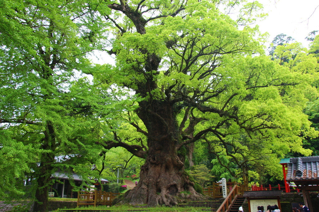 11. 蒲生の大楠【鹿児島県姶良市】781099