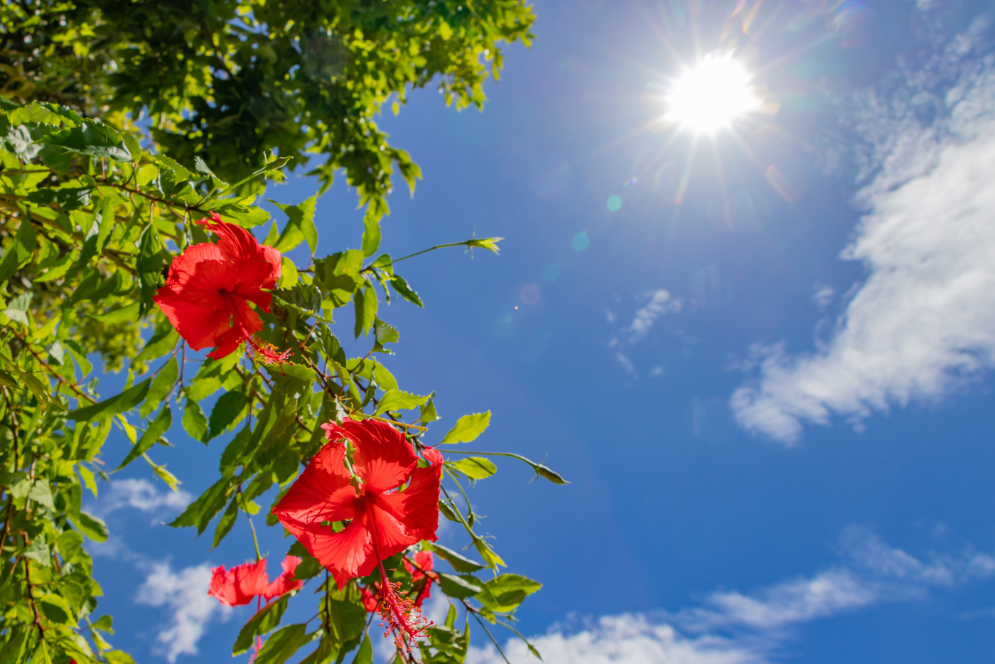 沖縄石垣島　米原ビーチ　ハイビスカス