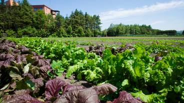 大平原ファーム / 13