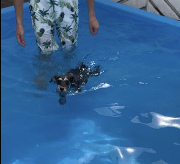 ディナーも愛するワンちゃんと一緒♡ドッグファーストのホテル3924806