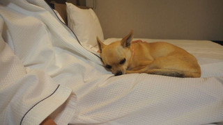 ドッグフレンドリー ダブルルーム 禁煙 (1わんちゃん専用部屋)