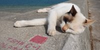 沖縄観光・猫好きにはたまらない♡車で行ける離島「奥武島」と沖縄てんぷら