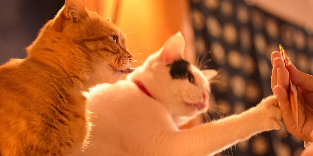 "つるヌル"の美人湯が自慢♪猫もくつろぐレトロな旅館4060852