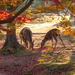 奈良女子旅の拠点に♪「奈良公園」周辺のおすすめホテル6選