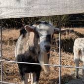 妙見温泉 楽園荘(鹿児島県 民宿) / 3
