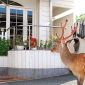 プチホテル 古っ都ん100%(奈良県 ペンション) / 5