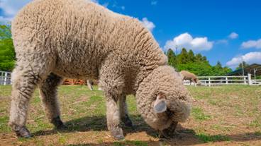 羊山公園 ふれあい牧場 / 6