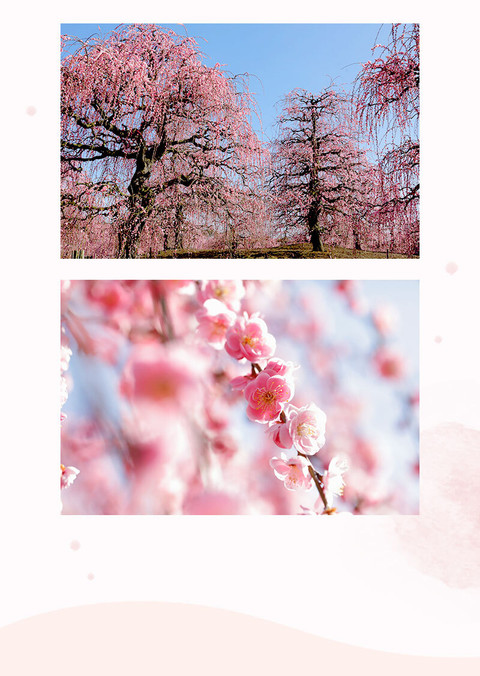 梅の花の香りに誘われて。幻想的なお花見 - 3