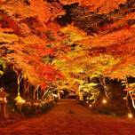 幻想的な美しさ！”滋賀の紅葉スポット”10選／ライトアップや穴場も